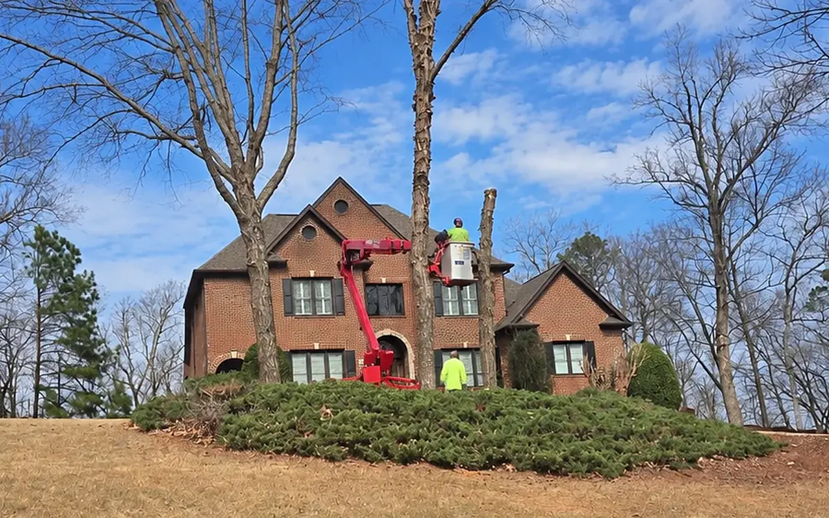 Before: crew in a lift working on large trees in front of a brick house on a hill