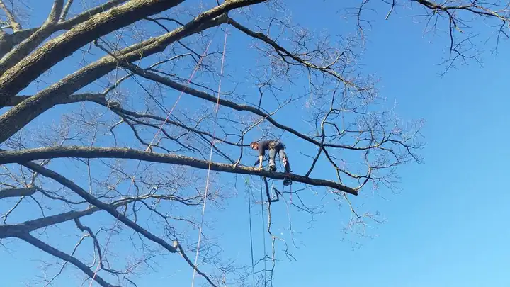 Climber roped into the upper limbs of a tall tree