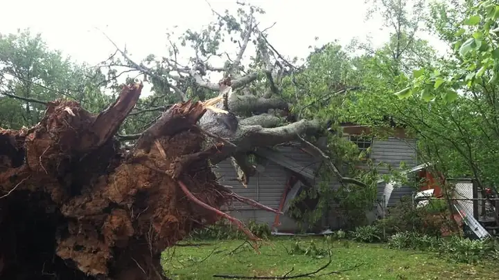 Uprooted tree lying against a house after a storm