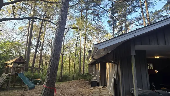 Tall pines and hardwoods around a home and backyard