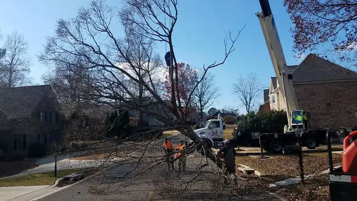 Crane and crew taking down a large tree beside a residential street