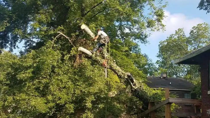 Climber working high in a tree canopy above a backyard deck