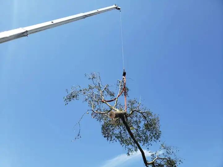 Crane lifting a top out of the canopy