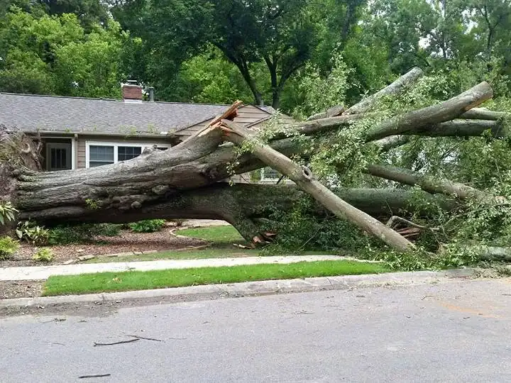 Large tree down across a front yard