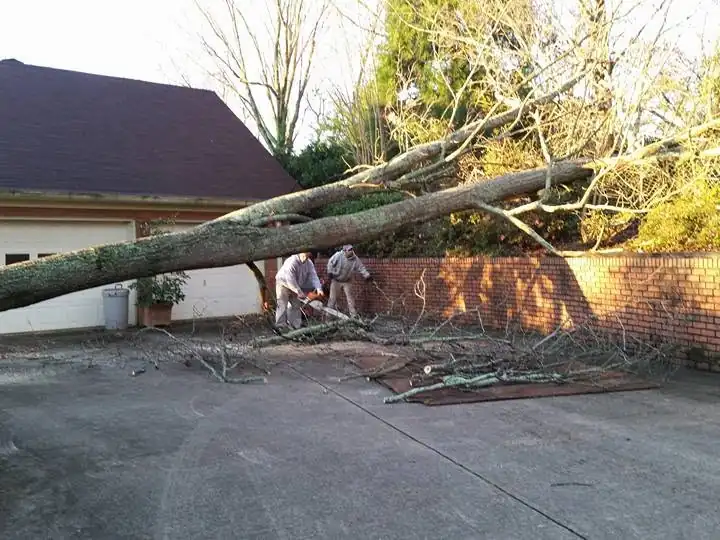 Tree down across a driveway