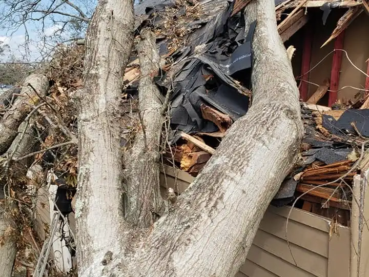 Tree through a roof